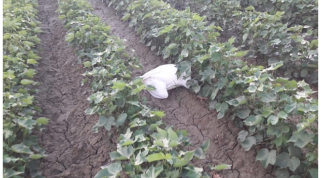 Kazları kim katletti?