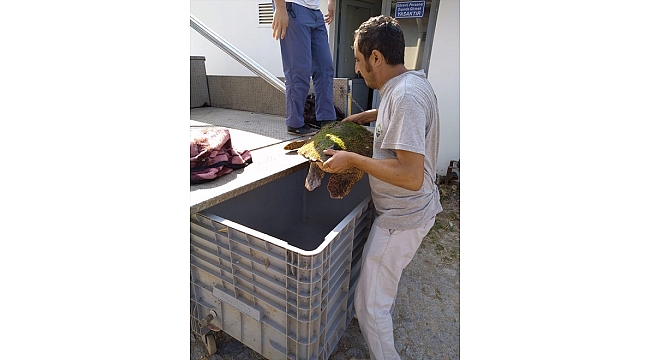 Kıyıya vuran caretta caretta kurtarıldı
