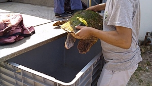 Kıyıya vuran caretta caretta kurtarıldı