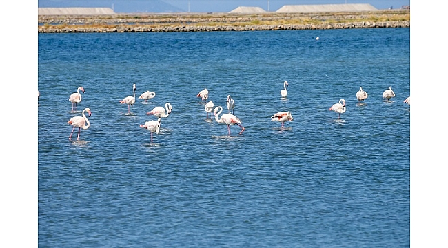 Kreşteki flamingo yavruları rüzgara karşı kanat çırpmaya başladı