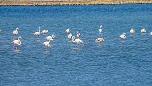 Kreşteki flamingo yavruları rüzgara karşı kanat çırpmaya başladı