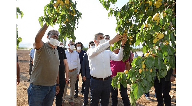 Kuru kayısının başına çifte talih kuşu kondu