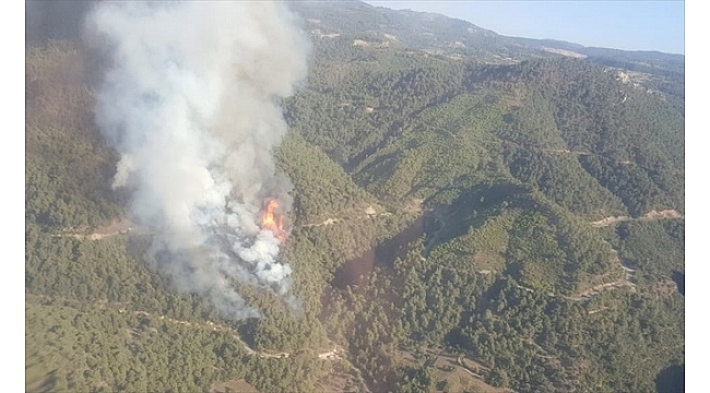 Manisa'da orman yangını çıktı