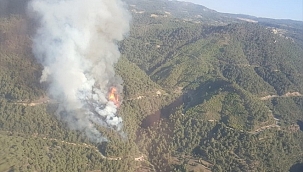 Manisa'da orman yangını çıktı