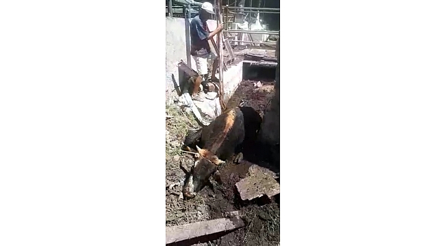 Muğla'da çamura batan ineği itfaiye kurtardı