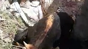Muğla'da çamura batan ineği itfaiye kurtardı