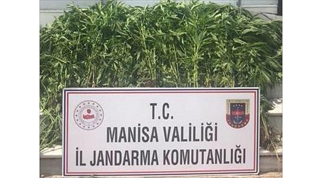 Salihli'de 525 kök Hint keneviri ele geçirildi