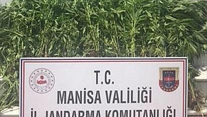 Salihli'de 525 kök Hint keneviri ele geçirildi
