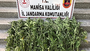 Salihli'de uyuşturucu operasyonu