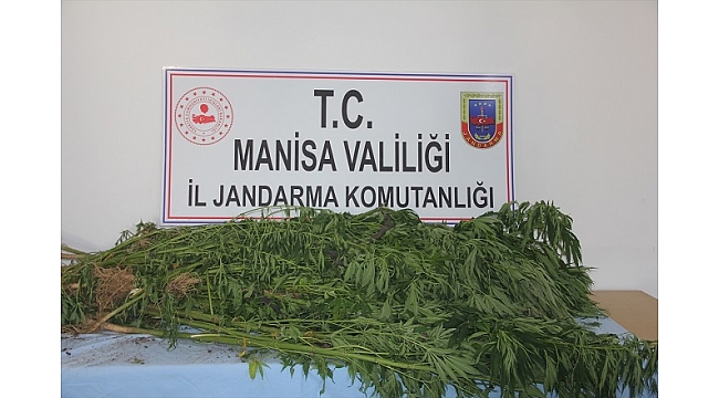 Sarıgöl'de 58 kök Hint keneviri ele geçirildi