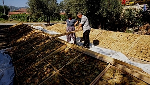 Sarıgöl'de tütün hasadı başladı