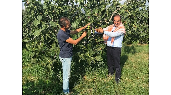 Siyah incir ihracatı 30 Temmuz’da başlıyor