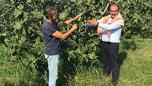 Siyah incir ihracatı 30 Temmuz’da başlıyor