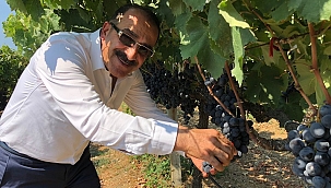Sofralık üzümde kesim ve ihraç tarihleri belli oldu