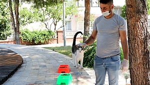 Sokak hayvanları için 'Bir kap su' kampanyası