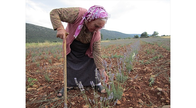 Tavas'ta tarlasına lavanta eken çiftçi ilk hasadı yaptı