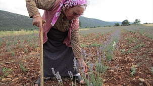 Tavas'ta tarlasına lavanta eken çiftçi ilk hasadı yaptı