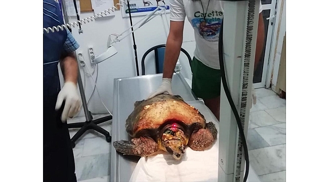 Yaralı bulunan caretta caretta tedaviye alındı