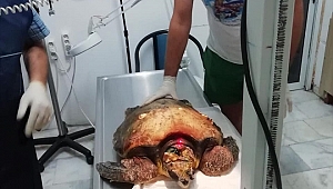 Yaralı bulunan caretta caretta tedaviye alındı