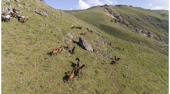 Yılkı atları doğaseverlerin ilgisini çekiyor