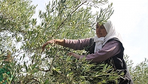 Zeytin ve zeytinyağı ihracatı haziranda 19 milyon doları aştı