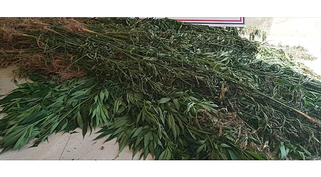 2 bin 250 kök Hint keneviri ele geçirildi