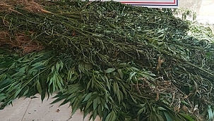 2 bin 250 kök Hint keneviri ele geçirildi