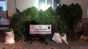61 kilogram esrar ve 1380 kök Hint keneviri ele geçirildi