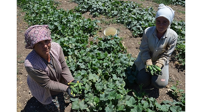 Barajların hayat verdiği topraklarda hasat heyecanı