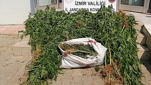 Beydağ'da ormanlık alanda ekili Hint keneviri tespit edildi