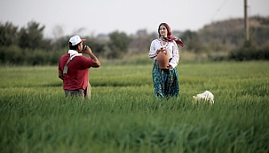 Çeltik tarlası fotoğrafçılara doğal stüdyo oldu