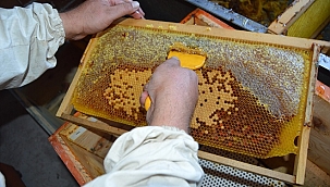 Doğal