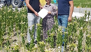 Fen Lisesini kazandığını tütün tarlasında öğrendi