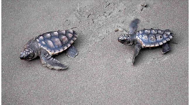 İztuzu Plajı caretta caretta yuvası ve yavru çıkışında rekor kırdı