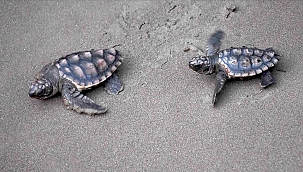 İztuzu Plajı caretta caretta yuvası ve yavru çıkışında rekor kırdı