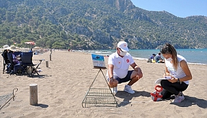 İztuzu Plajı'nda 744 caretta caretta yuvasıyla rekor kırıldı