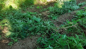Manisa'da 370 kök, Hint keneviri ele geçirild