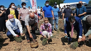 Muğla'da Lavanta Hasat Şenliği yapıldı