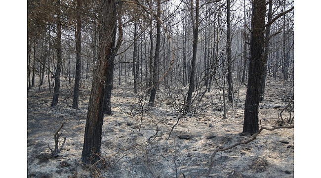 Muğla&#039;daki orman yangını 17 saatte söndürüldü