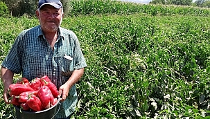 Salçalık kırmızı biber piyasada