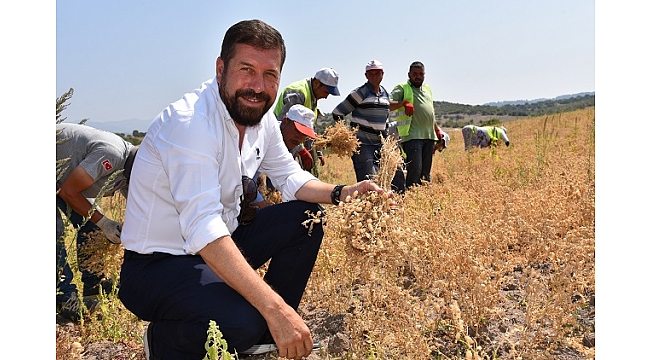 Tarladan Gelen Bereket, 80 dönümlük Alanda İlk Hasat Gerçekleşti