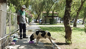 Üç bacaklı sokak köpeği, temizlik işçisinin dostluğu