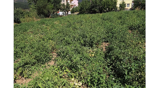 130 Yıllık Tohumlar Çınardibi’ne Emanet