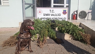 281 kök Hint keneviri ile 10 kilo 300 gram esrar ele geçirildi