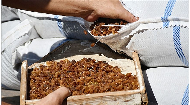 "Bu yıl kuru üzüm fiyatını 12,5 liranın altına düşürmeyeceğiz"