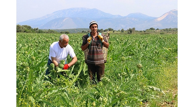 Çeşme Belediyesi ‘Tarla’dan Sofraya Projesi’ ile bir ilke imza attı