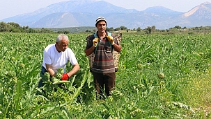 Çeşme Belediyesi ‘Tarla’dan Sofraya Projesi’ ile bir ilke imza attı