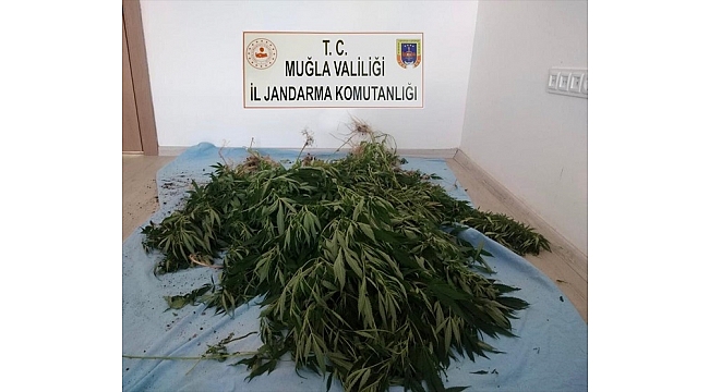 Hint keneviri yetiştirdikleri iddia edilen 2 şüpheli yakalandı