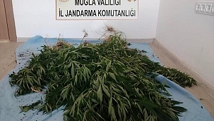 Hint keneviri yetiştirdikleri iddia edilen 2 şüpheli yakalandı