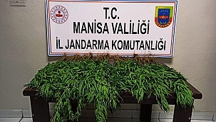 Manisa'da 150 kök kenevir ele geçirildi